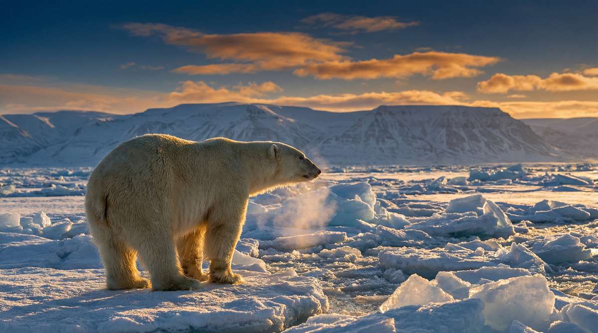 蜜芽今日推荐北极熊视频