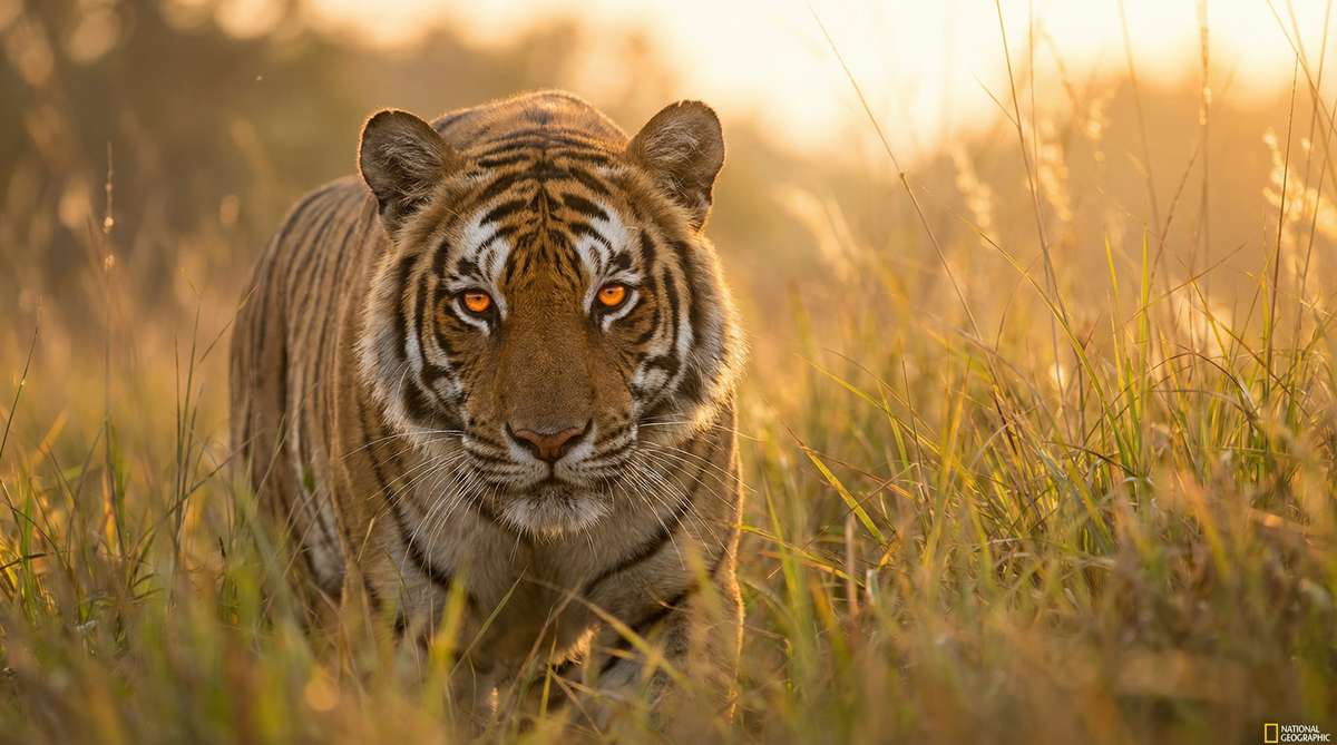 蜜芽今日推荐老虎视频